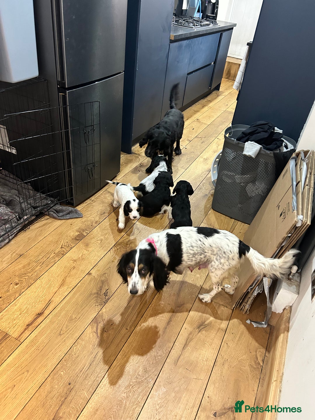 Cocker Spaniel dogs for sale: Beautiful Working Cocker Spaniel puppies - Advert 14