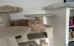 Mixed Breed cats for adoption: SIMBA BEAUTIFUL PERSIAN BOY MEDIUM ENERGY - Image 3