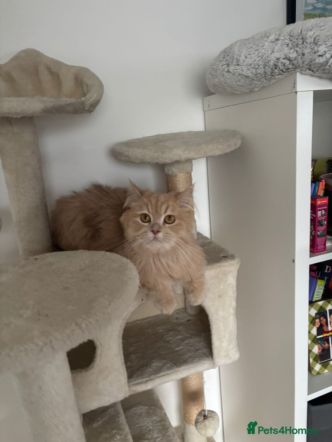 Mixed Breed cats for adoption: SIMBA BEAUTIFUL PERSIAN BOY MEDIUM ENERGY - Image 3