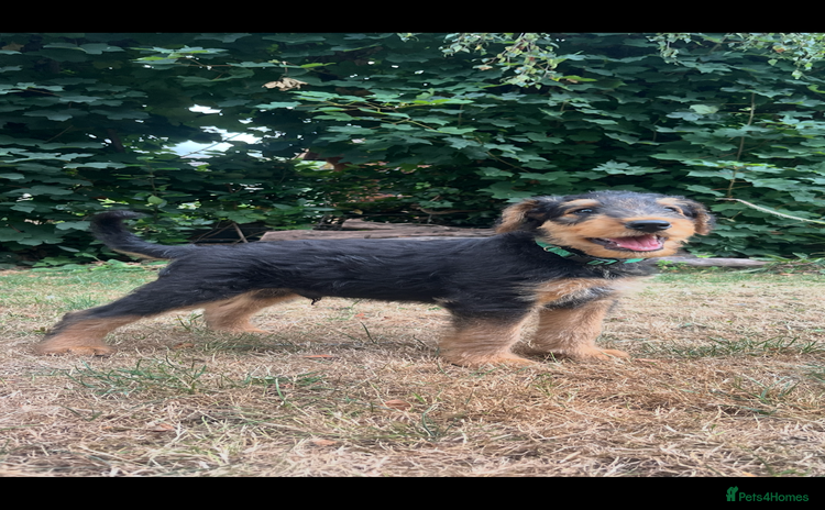 Airedale Terrier dogs in Fordingbridge - Advert 4