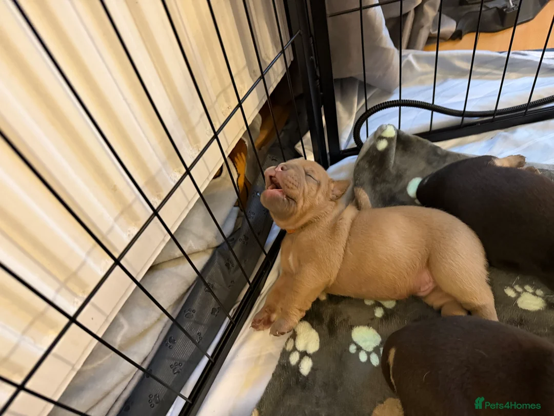 Old Tyme Bulldog dogs for sale: Old Tyme English Bulldog Puppies - Advert 8