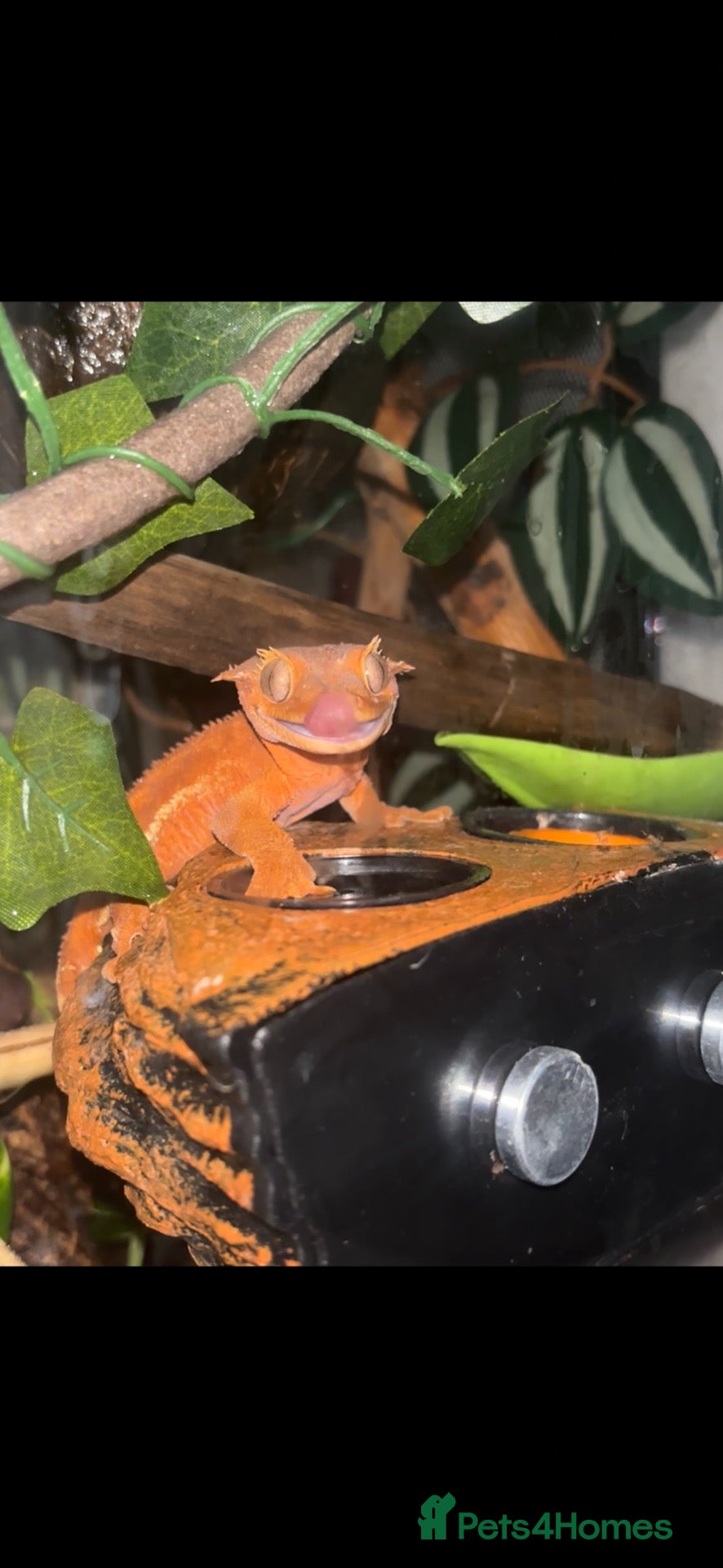 Gecko reptiles Red phantom Lily White crested gecko - Advert 2