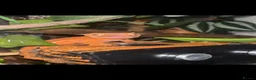 Gecko reptiles for sale: Red phantom Lily White crested gecko - Advert 1