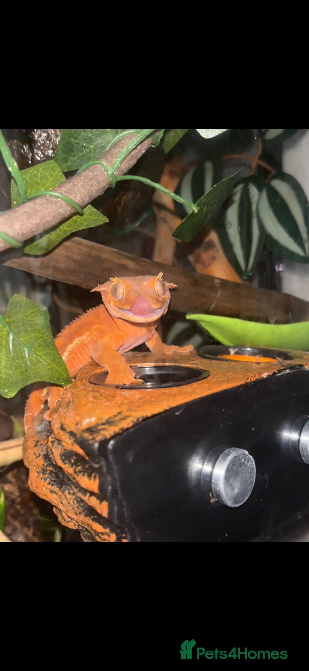 Gecko reptiles for sale: Red phantom Lily White crested gecko - Advert 1