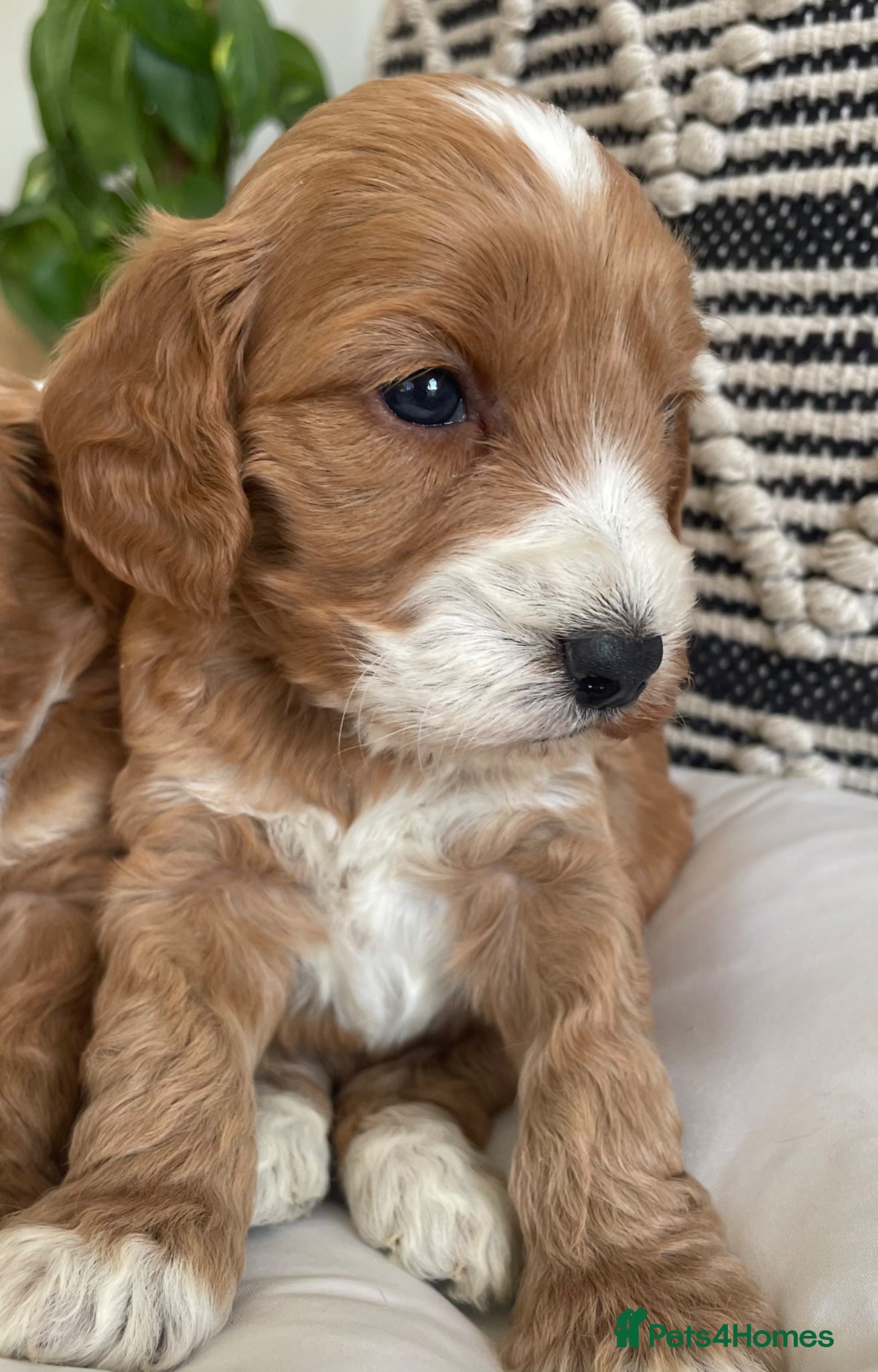 Cockapoo dogs F1 MINIATURE  SHOW-LINE COCKAPOO PUPPIES  - Advert 2