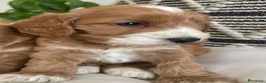 Cockapoo Puppy 4