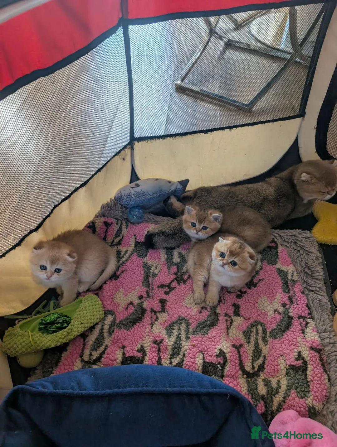 British Shorthair cats for sale: British Short hair in Camberley - Advert 2