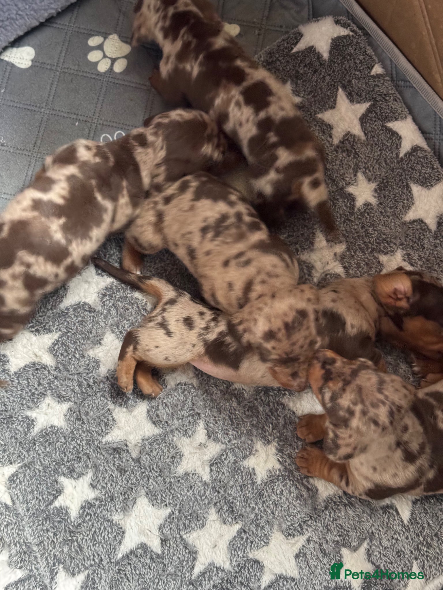 Dachshund dogs 6 Dachshund Puppies For Sale  - Advert 2