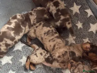 Dachshund dogs 6 Dachshund Puppies For Sale - Advert 2