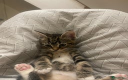 Mixed Breed cats for sale: COMES WITH ESSENTIALS .male kitten 4 months  - Image 4