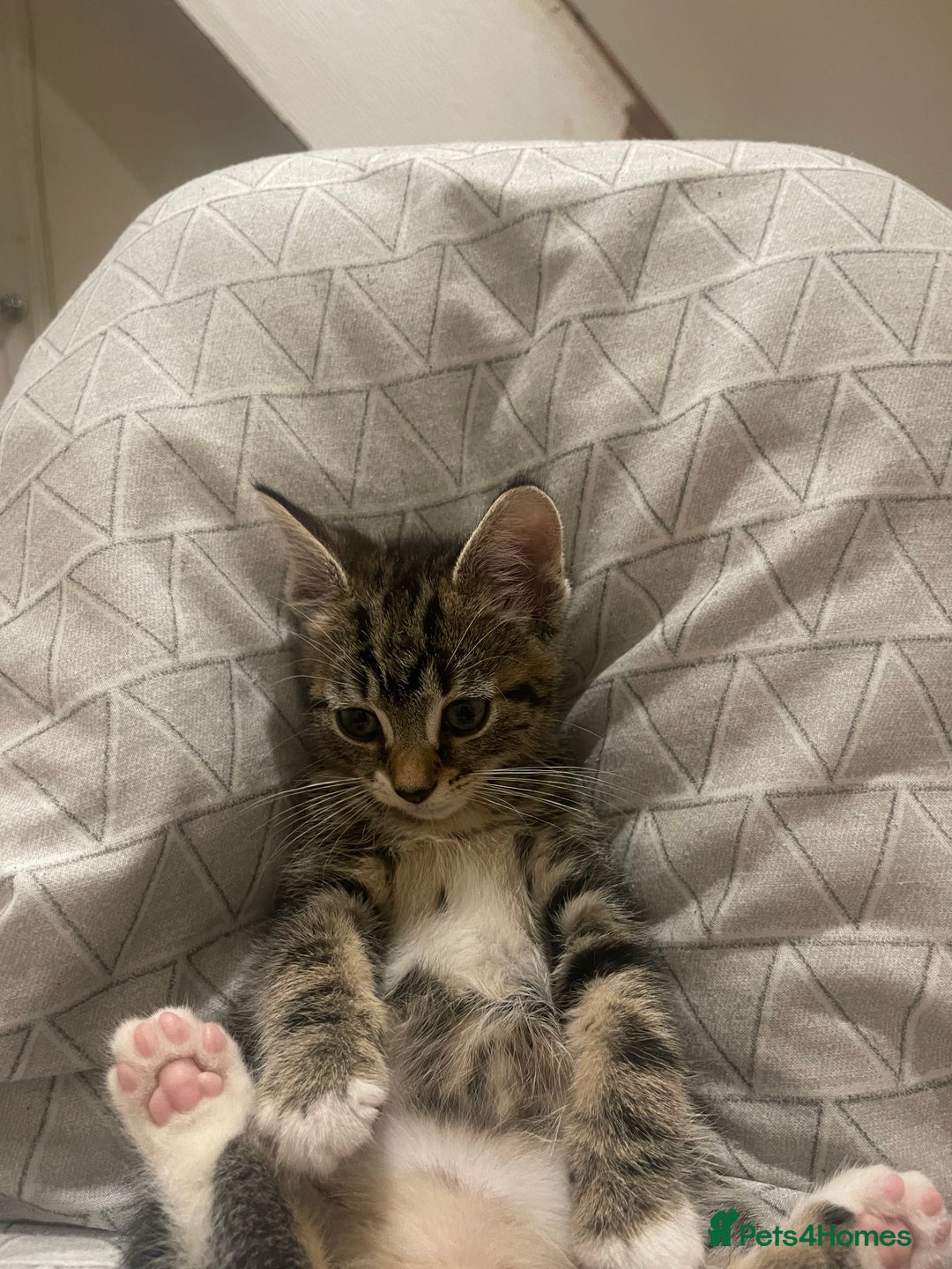 Mixed Breed cats for sale: COMES WITH ESSENTIALS .male kitten 4 months  - Image 4