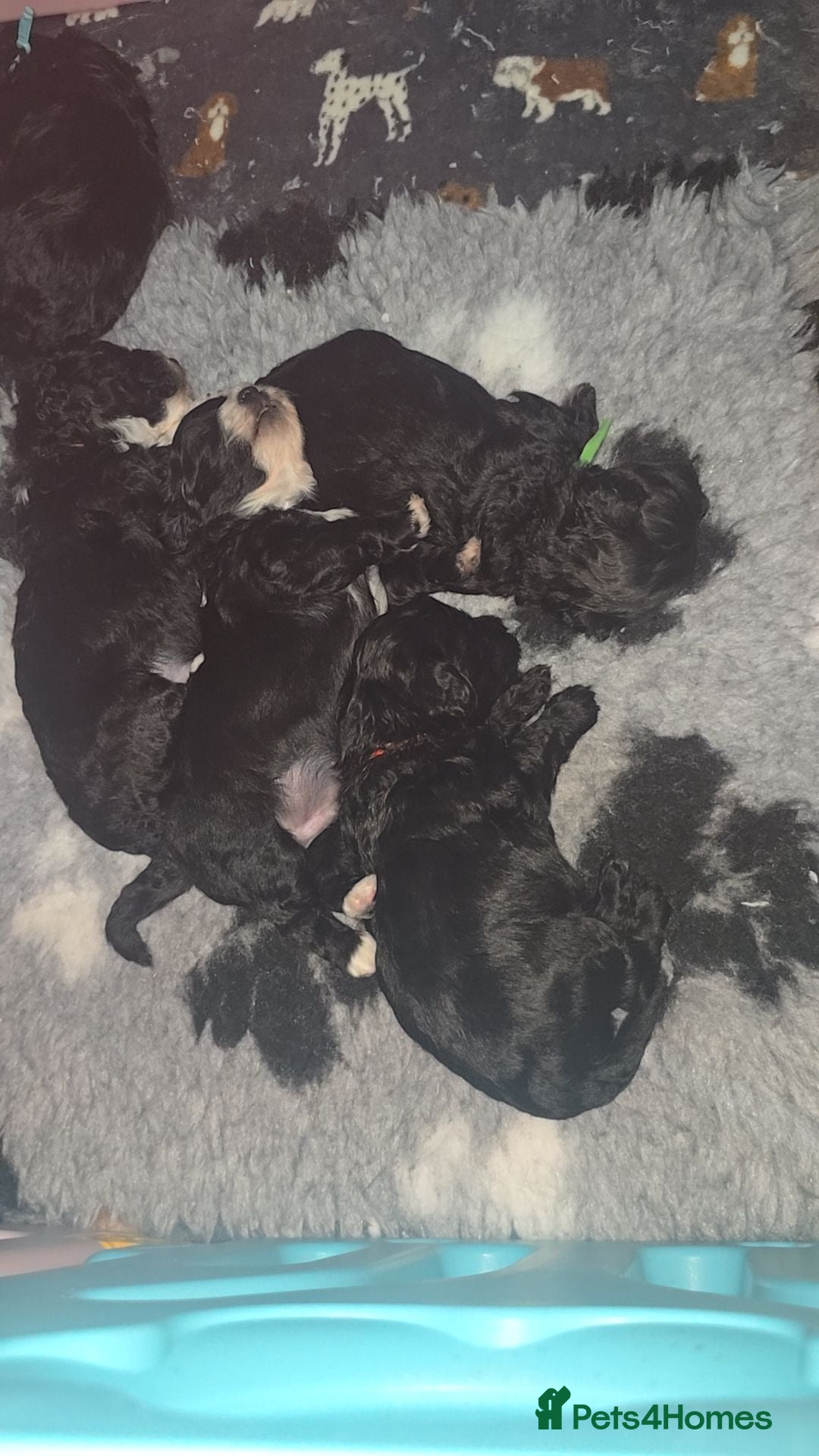 Shihpoo dogs Shihpoos - Advert 5