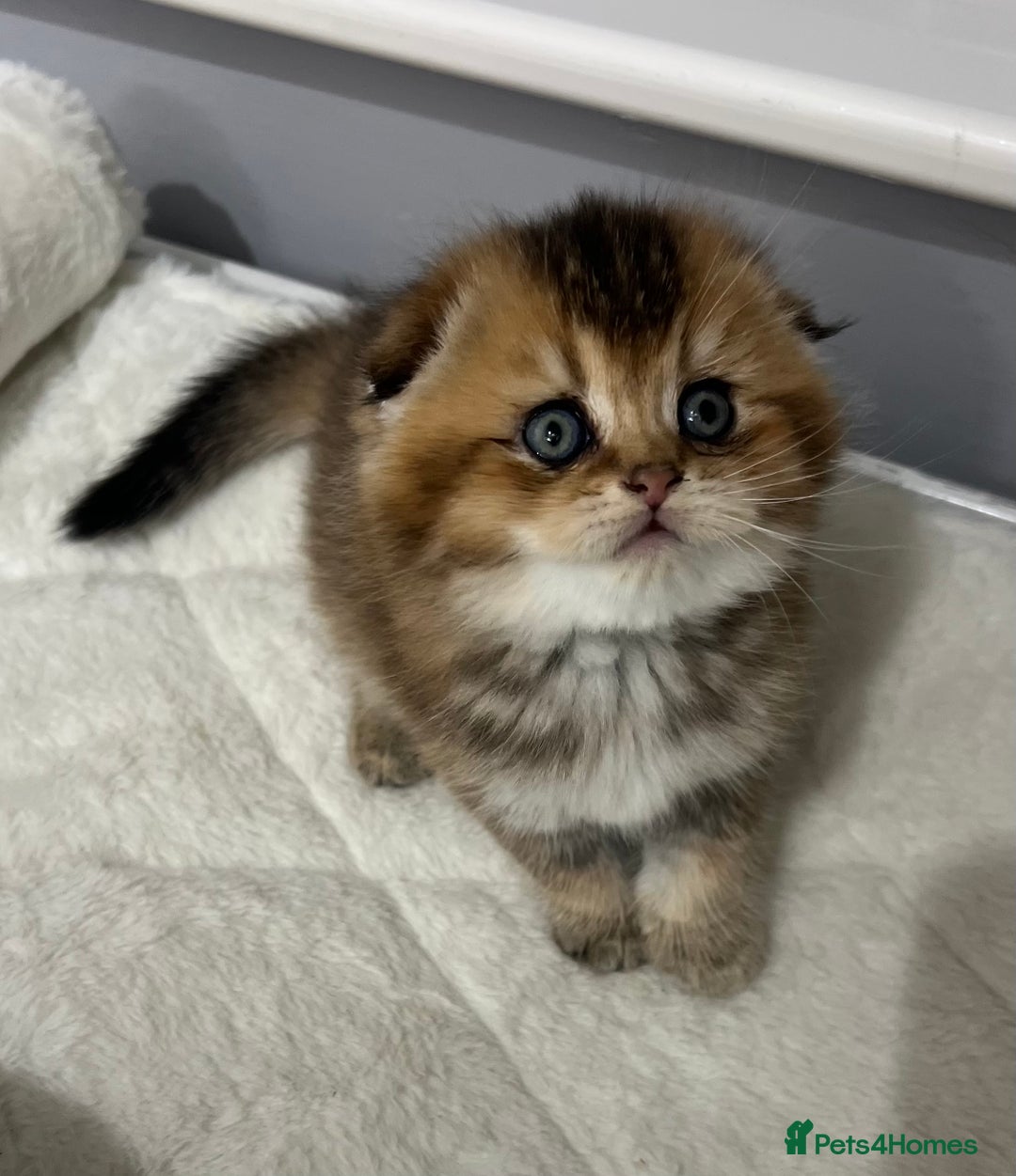 Scottish Fold cats for sale: Pure breed Pedigree SF kittens  - Advert 7