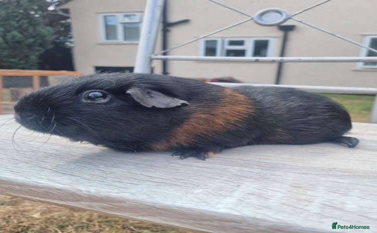 Guinea Pig rodents in Bristol - Advert 5