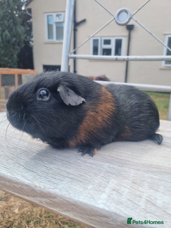 Guinea Pig rodents in Bristol - Advert 9