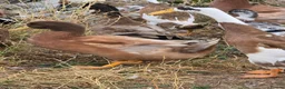 Ducks poultry for sale: DRAKES 2026 hatch - Advert 4