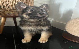German Shepherd dogs for sale: German shepherd pups silver sable black/tan black  - Image 20