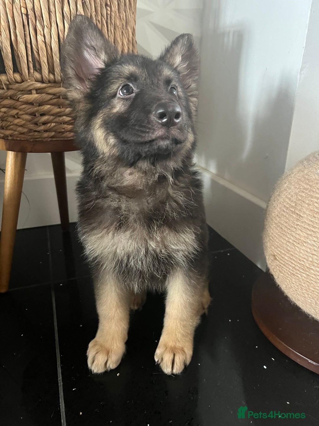 German Shepherd dogs for sale: German shepherd pups silver sable black/tan black  - Image 20