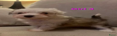 Maltipoo Puppy 8
