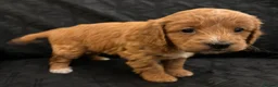 Cockapoo dogs for sale: STUNNING RED F1 HEALTH CHECKED COCKAPOOS - Advert 4