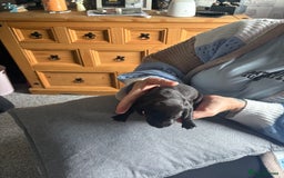 Dachshund dogs for sale: Miniature Dachshund  - Image 11