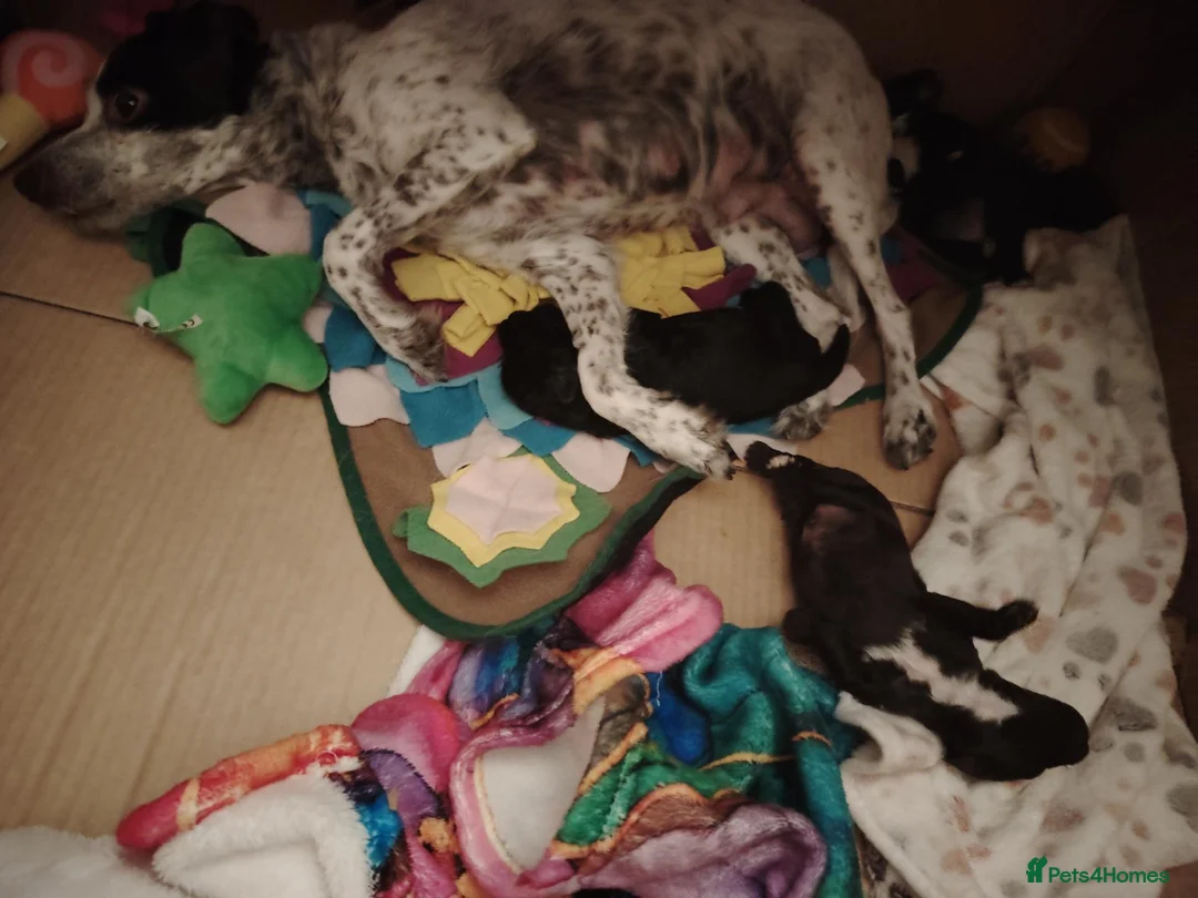 Mixed Breed dogs for sale: CockerJack Doodles  in Norwich - Advert 1