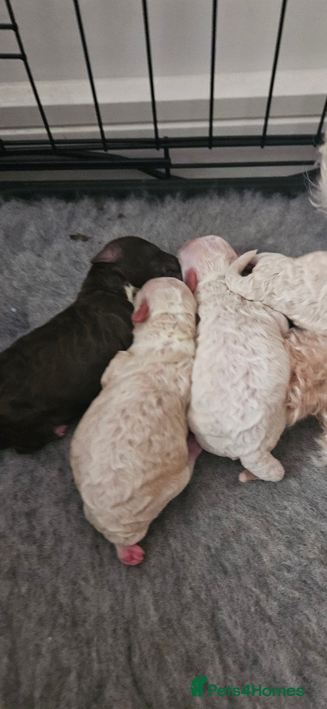 Toy Poodle dogs for sale: Beautiful Toy Poodles - Advert 11