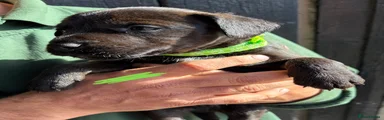 Green collar 