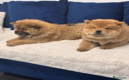 Chow Chow dogs for sale: Beautiful pure bred chow chow puppies for sale  - Image 6