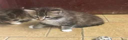 Mixed Breed cats for sale: Beautiful long haired kittens  - Advert 4