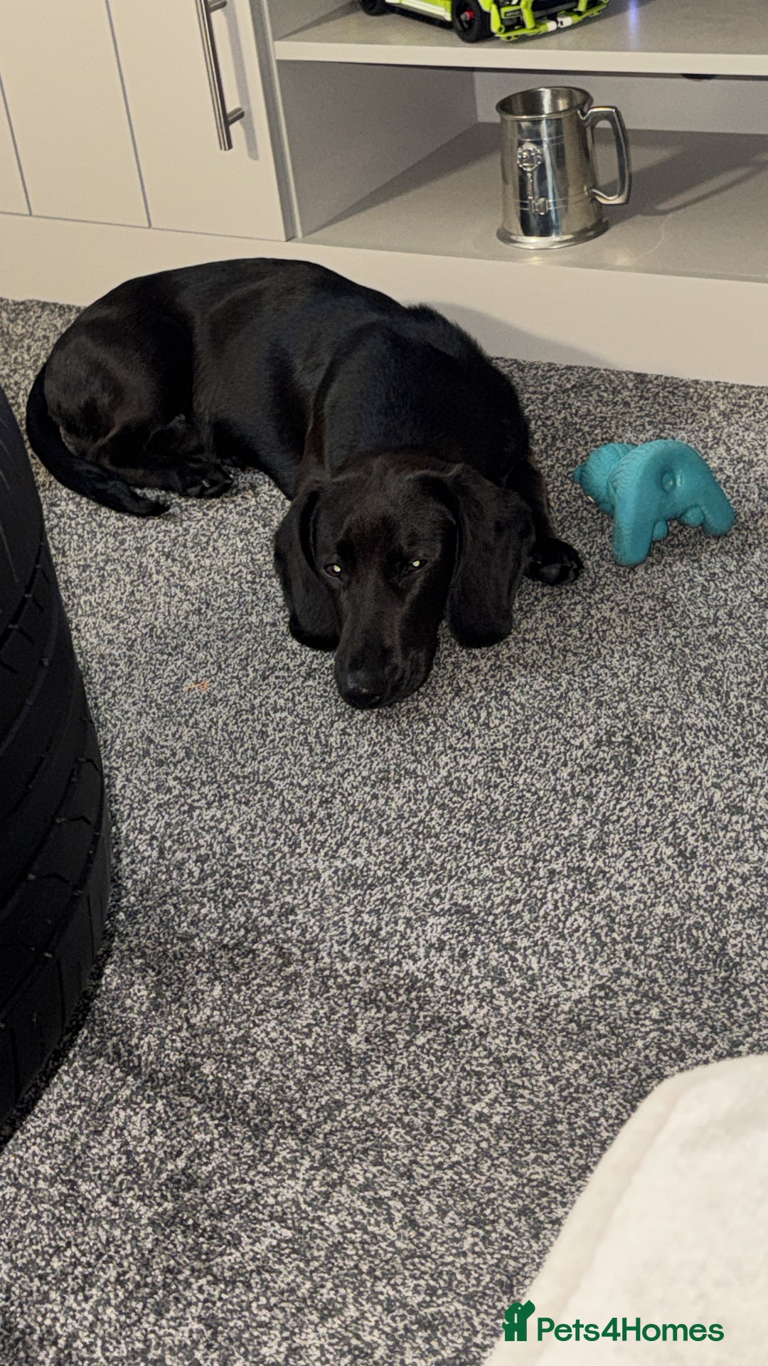 Mixed Breed dogs for sale: Cocker spaniel/Dashhound - Advert 2