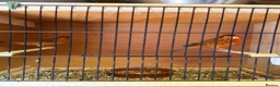 Canaries birds for sale: Canarie & budgies with breeding cages   - Advert 4