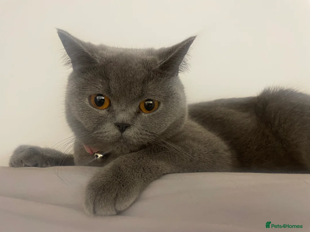British Shorthair cats for sale: British short hair Pedigree registered  - Advert 23
