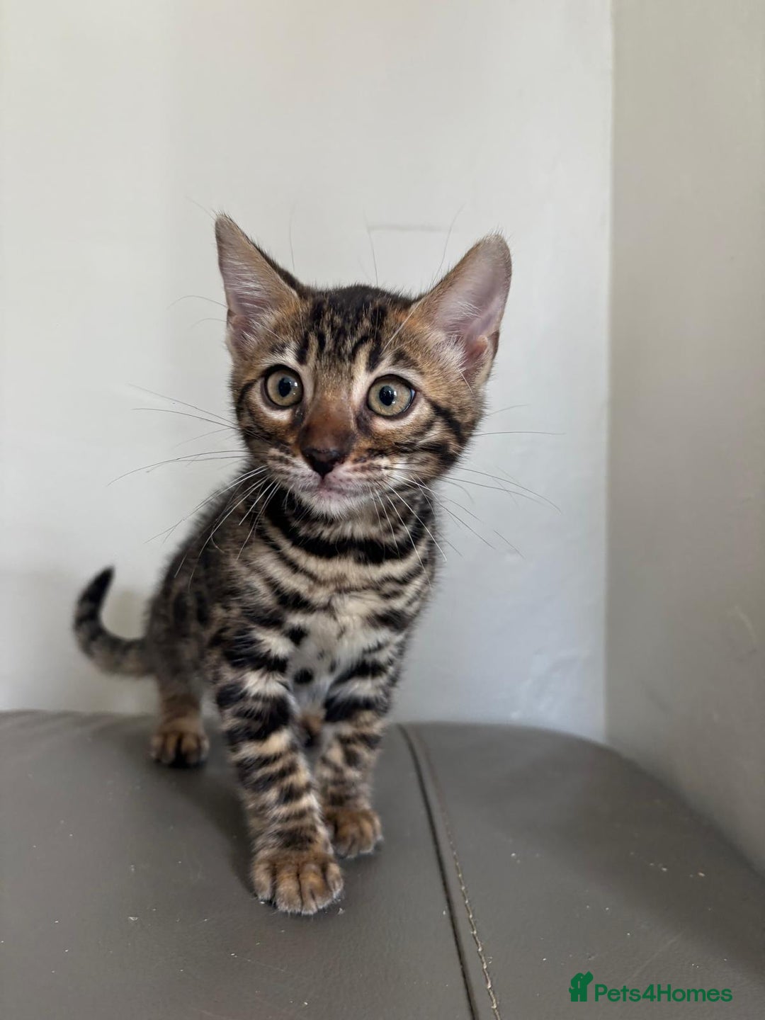 Bengal cats for sale: Pure bred bengal kittens - Image 12