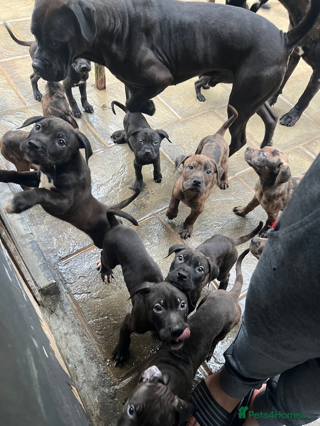 Mixed Breed dogs for sale: Staffy X  - Image 2