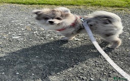 Pomsky dogs for sale: Pomeranian Merle Puppy one left  - Image 12