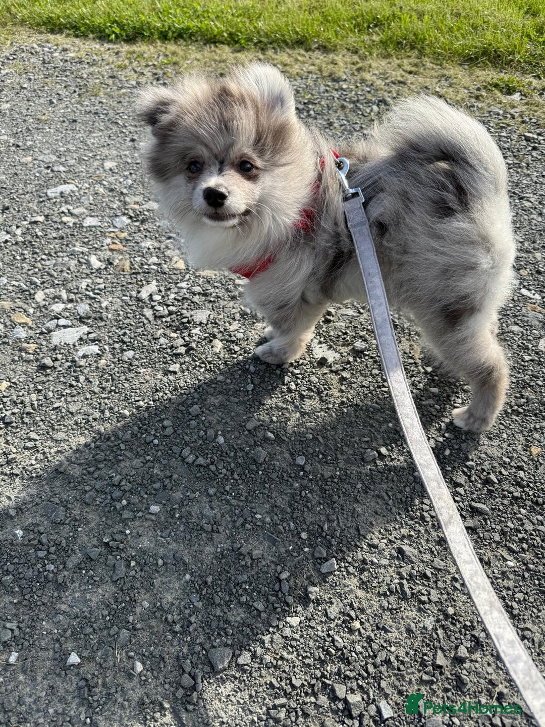 Pomsky dogs for sale: Pomeranian Merle Puppy one left  - Image 12