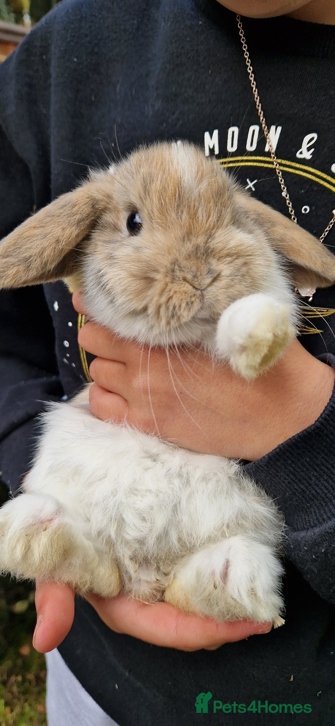 Mini Lop rabbits for sale: 4x Mini Lop Female Bunnies - Image 11
