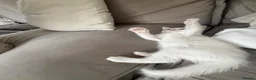 Russian Blue cats for sale: Russian White kittens Ready to go now  - Advert 4