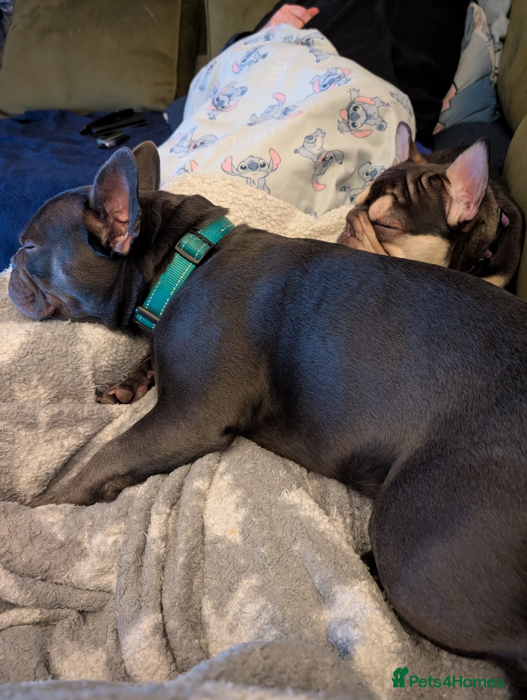 French Bulldog dogs for stud: Stud available  in Cupar - Advert 4