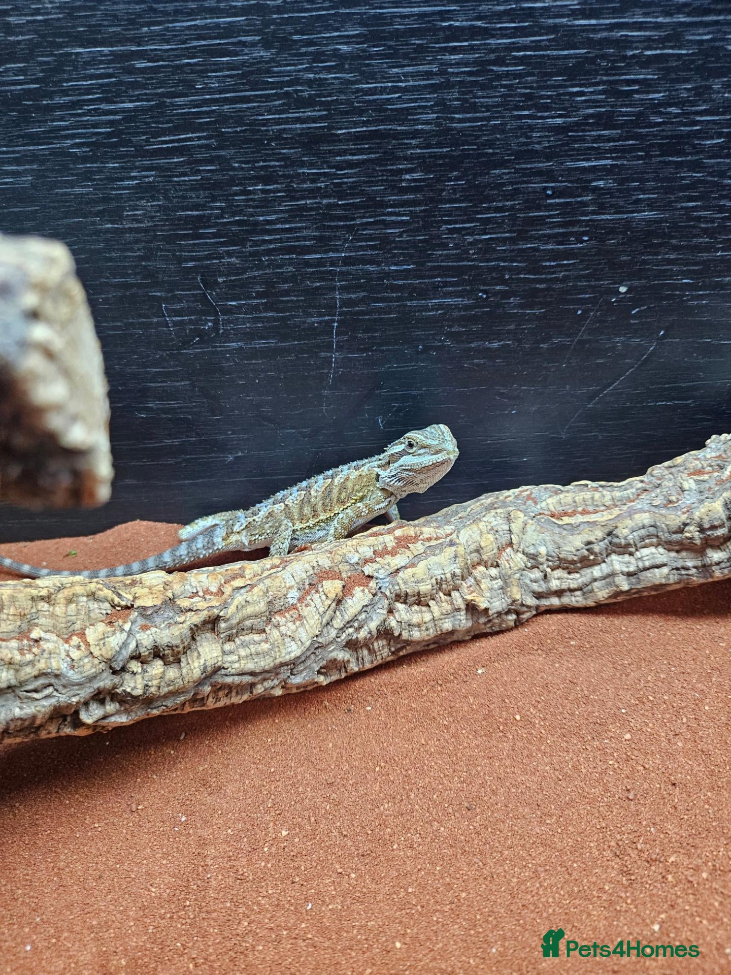 Dragon reptiles Baby bearded dragon for sale - Advert 4