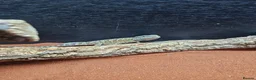 Dragon reptiles for sale: Baby bearded dragon for sale - Advert 1