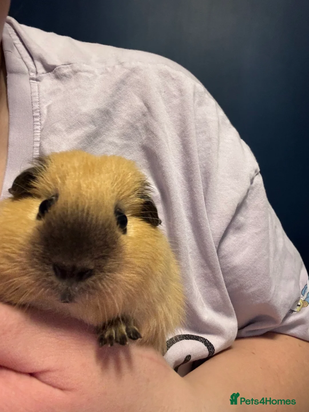 Guinea Pig rodents for sale: Two female pigs  - Advert 2