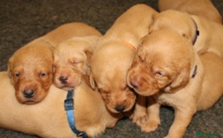 Labrador Retriever dogs - Advert 2
