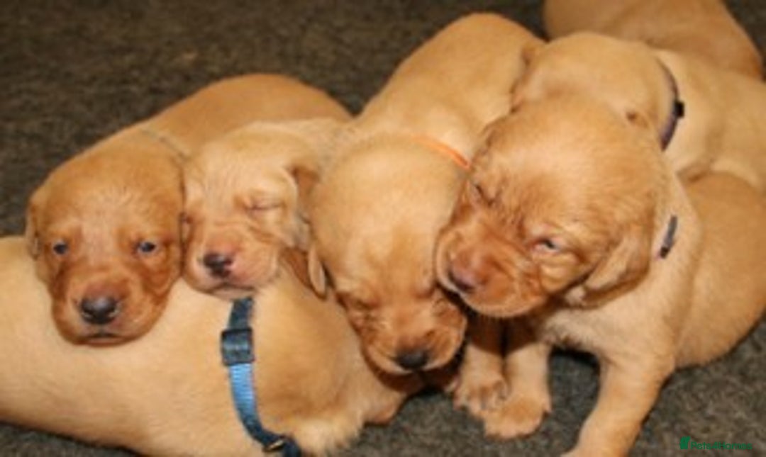 Labrador Retriever dogs for sale: Red Fox Labs : Health Checked-KC Reg-FTCH Pedigree - Image 1