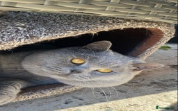 British Shorthair cats for stud: 💙 Rare cinnamon fawn blue studs East Midlands 💙 in Derby - Image 3