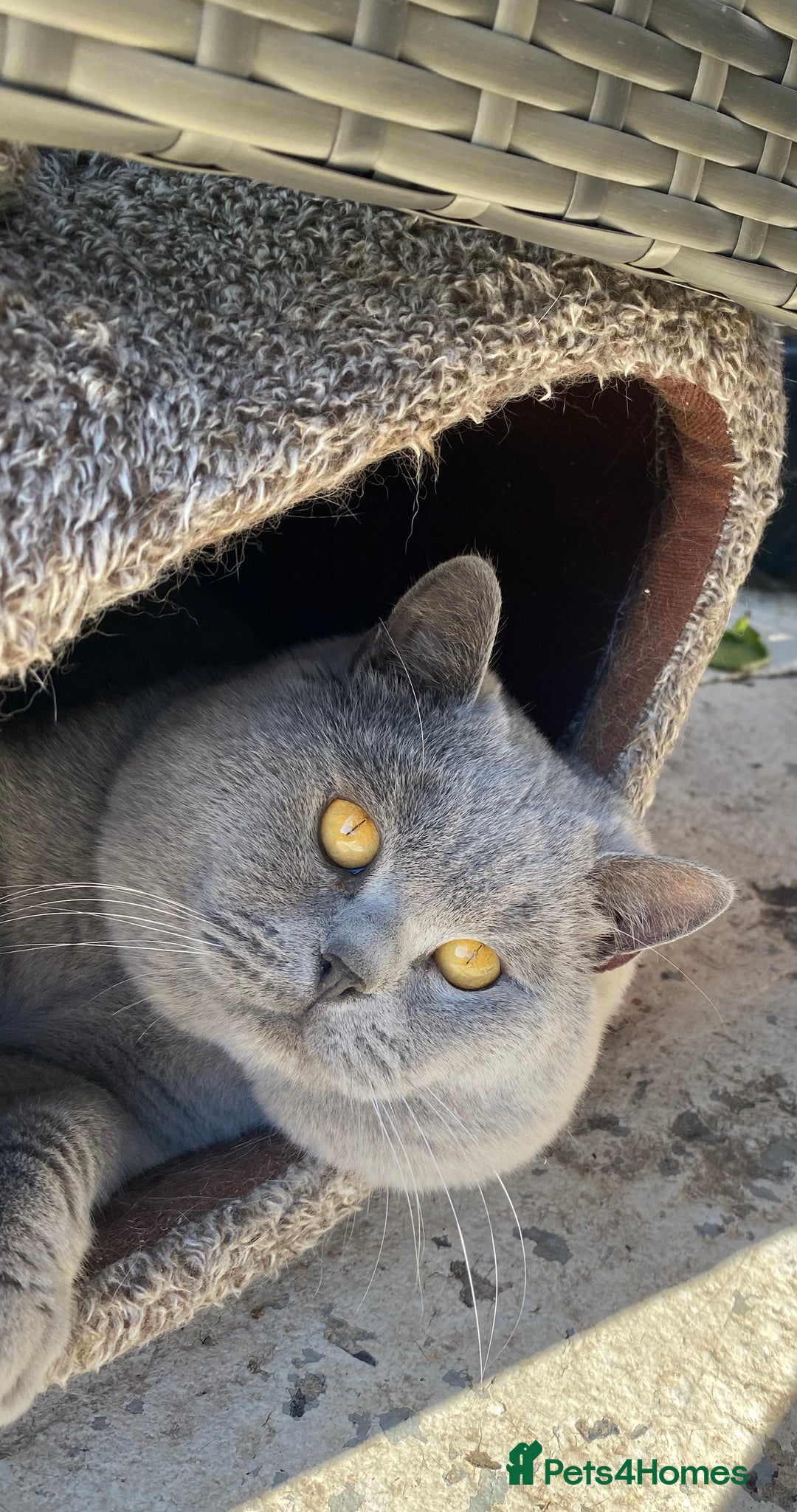 British Shorthair cats for stud: 💙 Rare cinnamon fawn blue studs East Midlands 💙 in Derby - Image 3