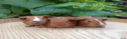 Guinea Pig rodents for sale: Guineapigs  in Rugby - Advert 5
