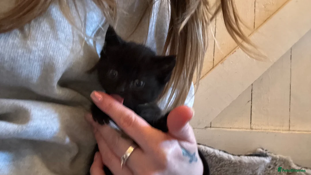 Mixed Breed cats for sale: Maine coon x Persian x kittens  - Advert 2