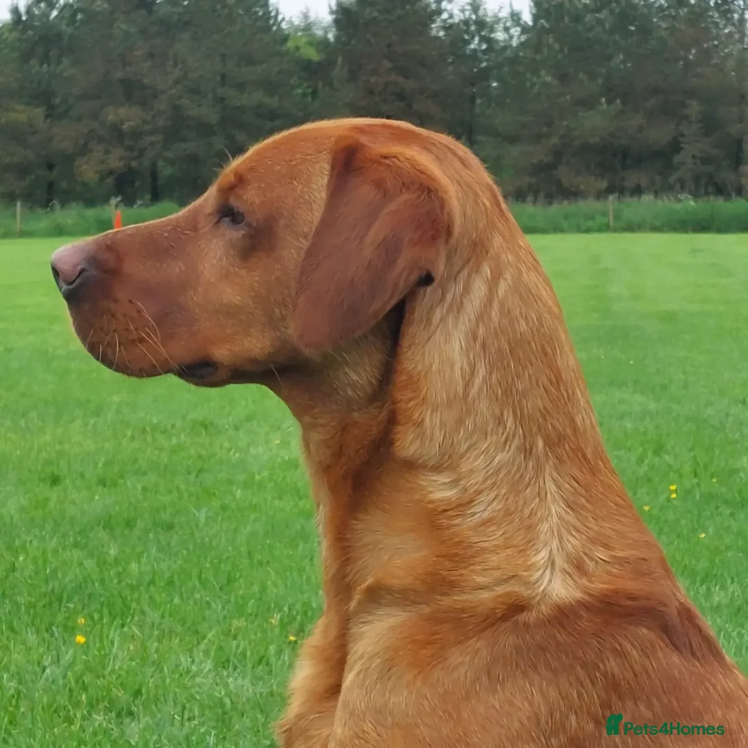 Labrador Retriever dogs for stud: KC registered Fox Red Labrador at stud £500 in Whitley Bay - Image 4